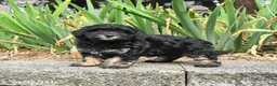 Havapoo dogs for sale: Leo - Ad 1