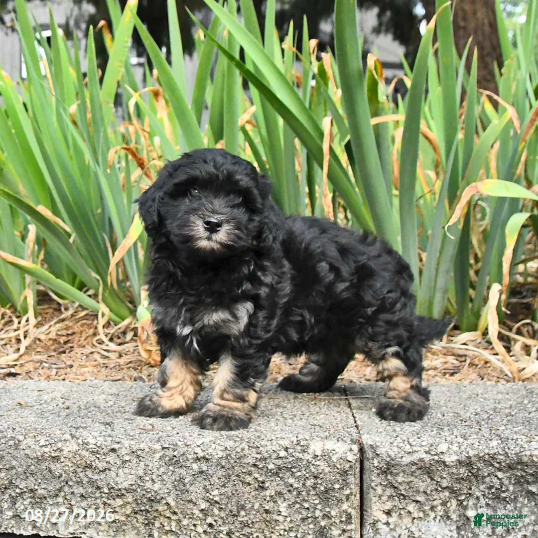 Havapoo dogs for sale: Leo - Ad 1