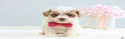 Toy Poodle dogs for sale: Bella - Ad 1
