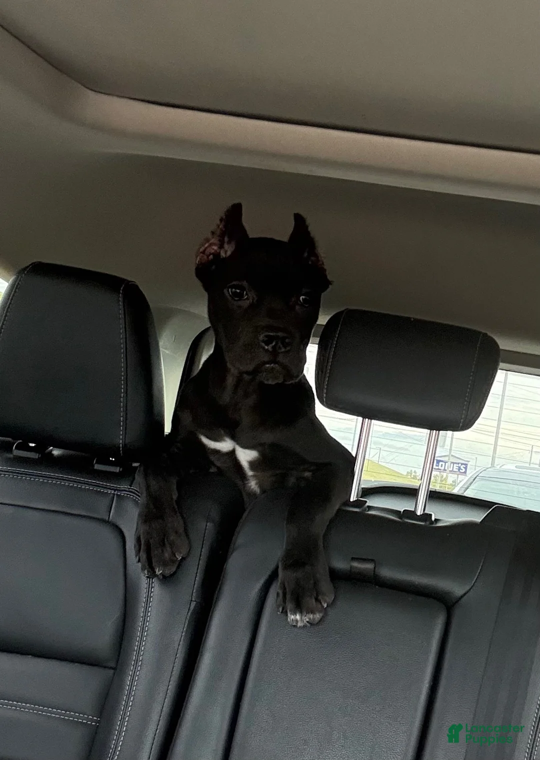 Cane Corso dogs for sale: Ophelia  - Ad 1