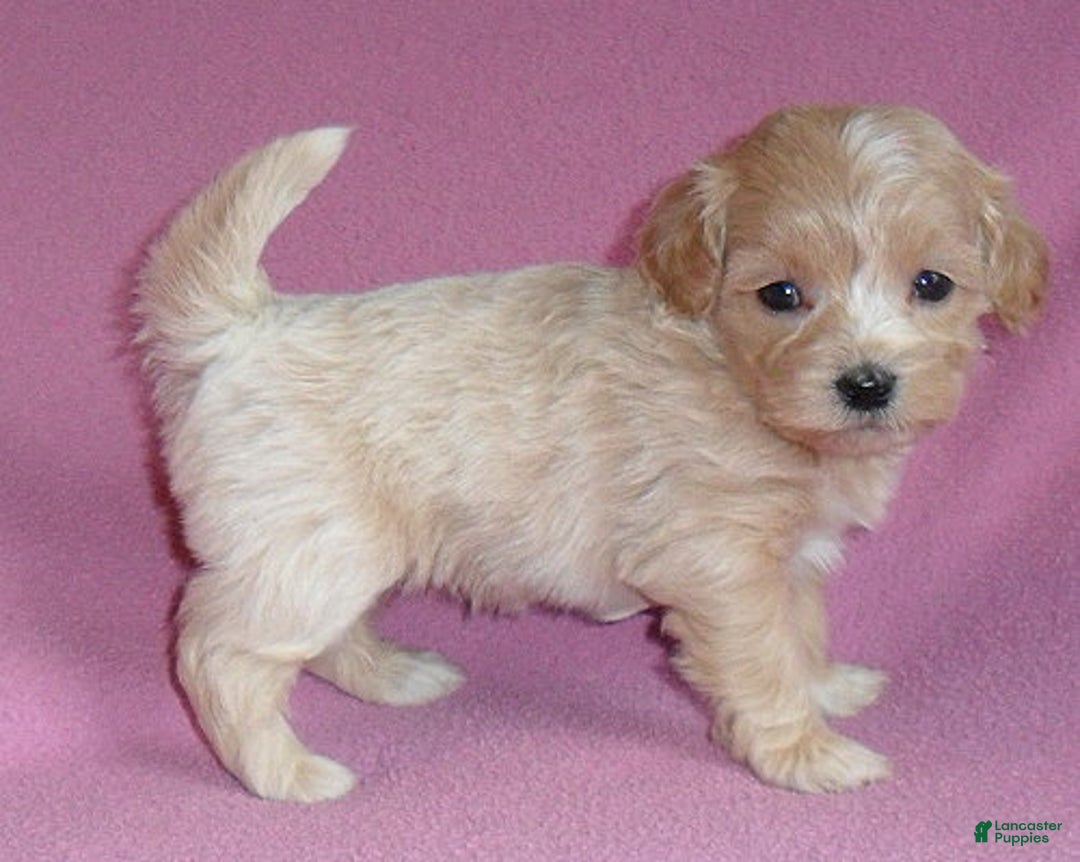 Shihpoo dogs for sale: Pixie - Ad 3
