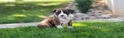 Boxer dogs for sale: Leo - Ad 3