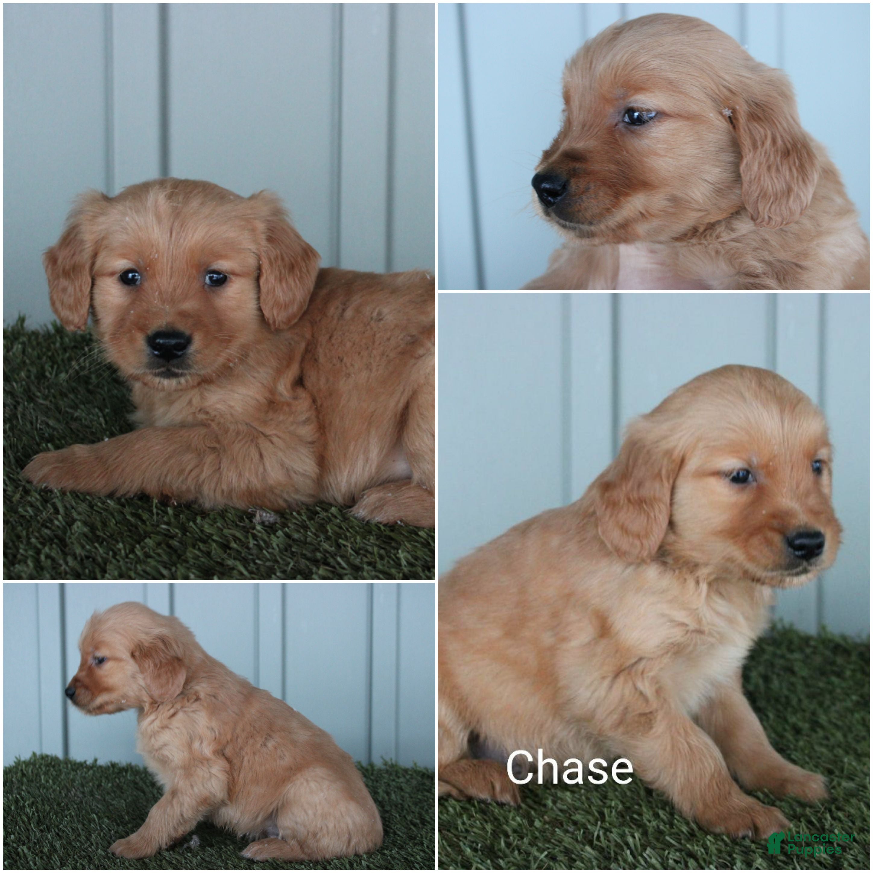 Golden Retriever dogs Golden Retriever Puppy Chase - Ad 27