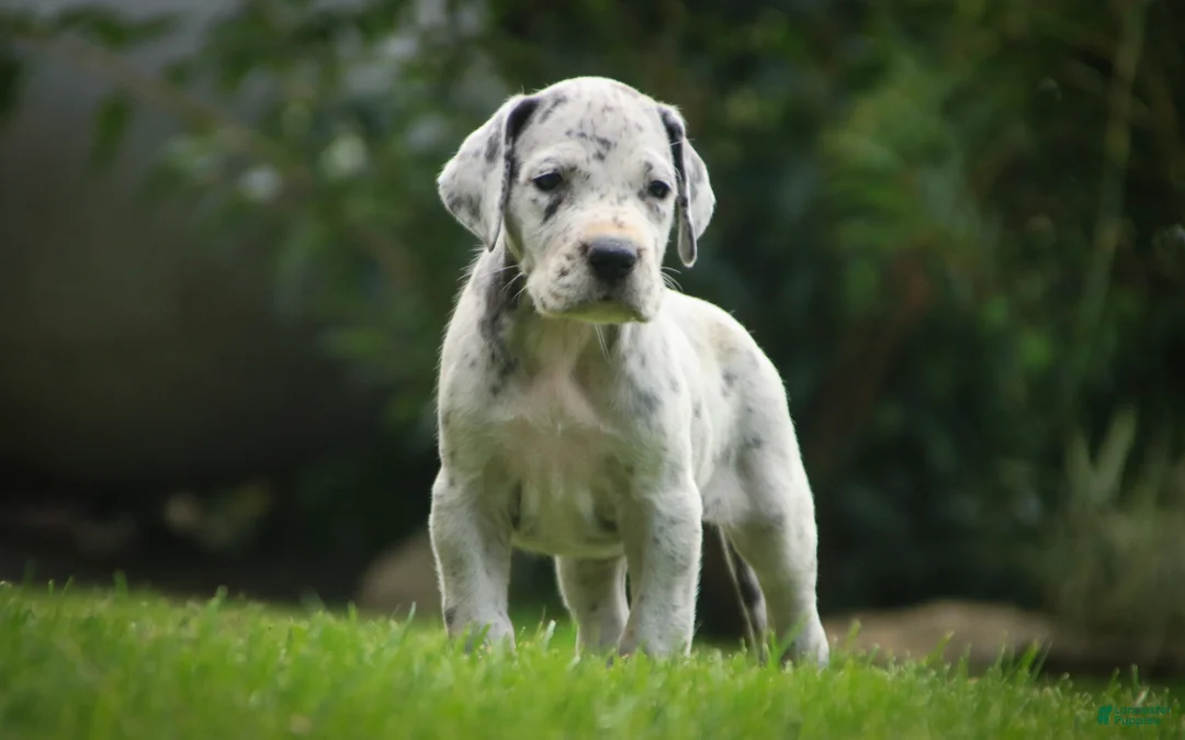 Great Dane dogs for sale: Benson Great Dane  - Ad 2