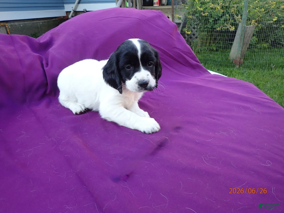 English Springer Spaniel dogs for sale: Atlanta - Ad 1