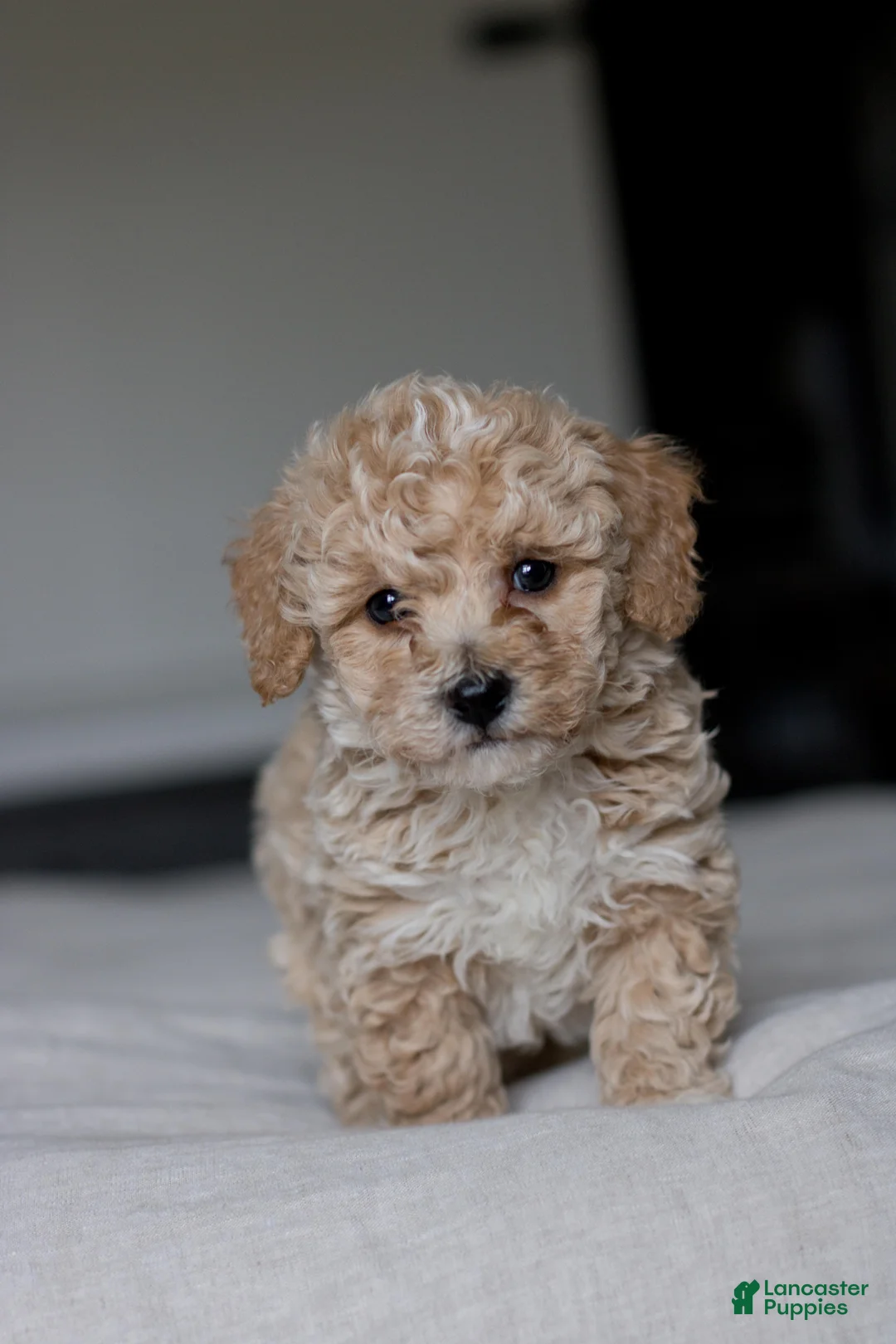 Bichpoo dogs for sale: Cooper - Ad 2