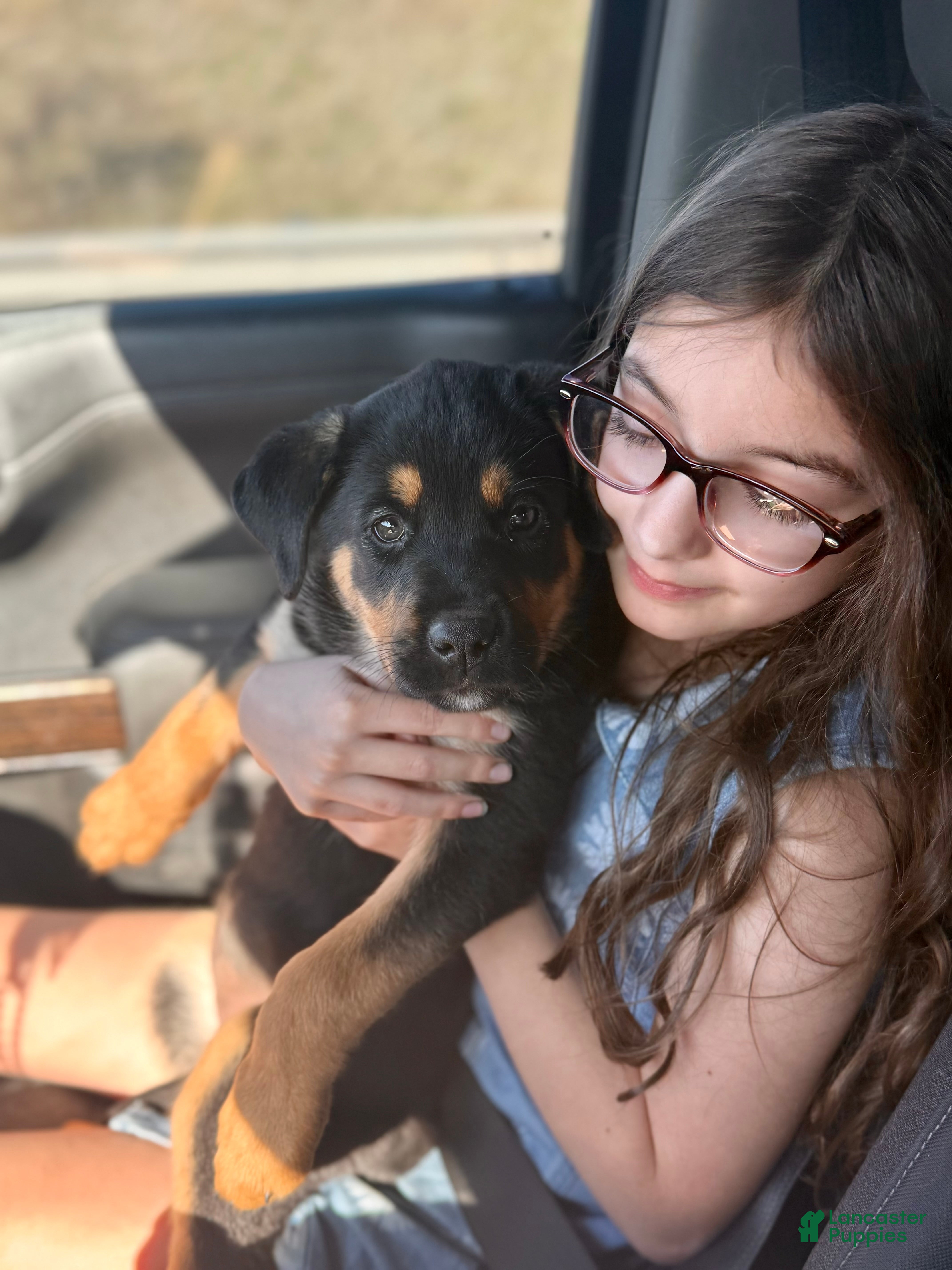 Mixed Breed dogs Yellow collar female  - Ad 18