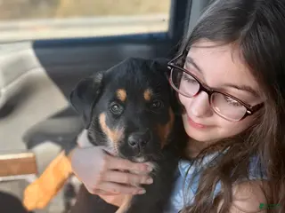 Mixed Breed dogs Yellow collar female - Ad 18