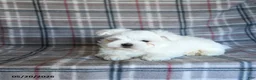 Maltese dogs for sale: Dan  - Ad 4