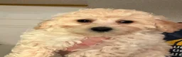 Bichpoo dogs for sale: Goldie - Ad 3