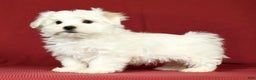 Maltese dogs for sale: Mason - Ad 4