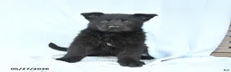 German Shepherd dogs for sale: Petunia - Ad 5