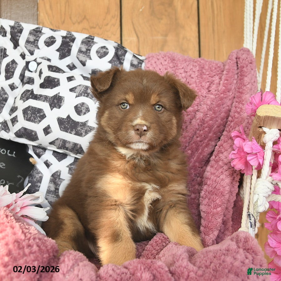 Australian Shepherd dogs Miracle  - Ad 1