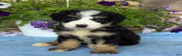 Mini Bernedoodle dogs for sale: Casey - Ad 3