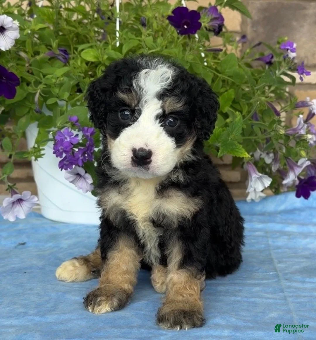 Mini Bernedoodle dogs for sale: Casey - Ad 3