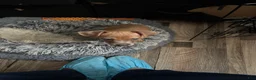 Mixed Breed dogs for sale: Candace - Ad 3