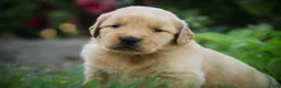 Golden Retriever dogs for sale: Lawrence Golden Retriever  - Ad 3