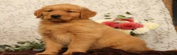 Golden Retriever dogs for sale: Hudson - Ad 3