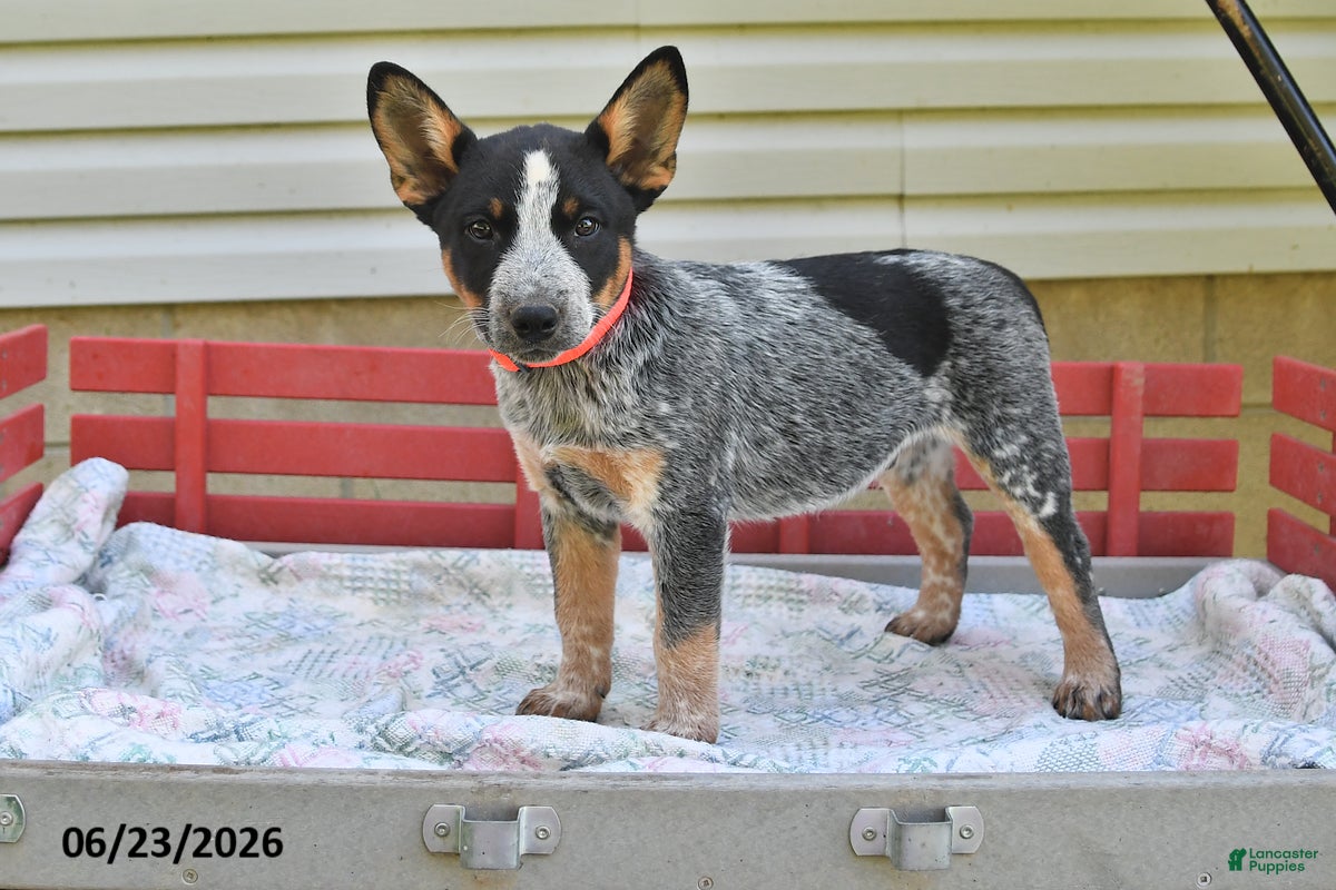 Australian Cattle Dog dogs Rover - Ad 1