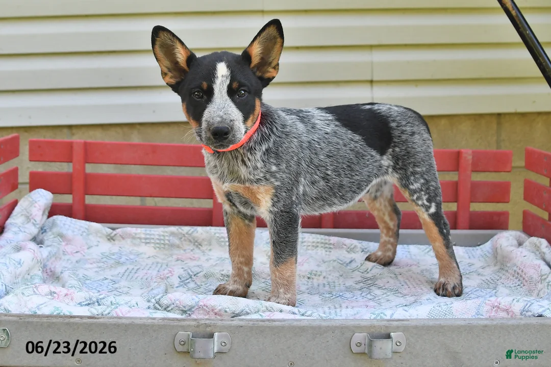 Australian Cattle Dog dogs for sale: Rover - Ad 1
