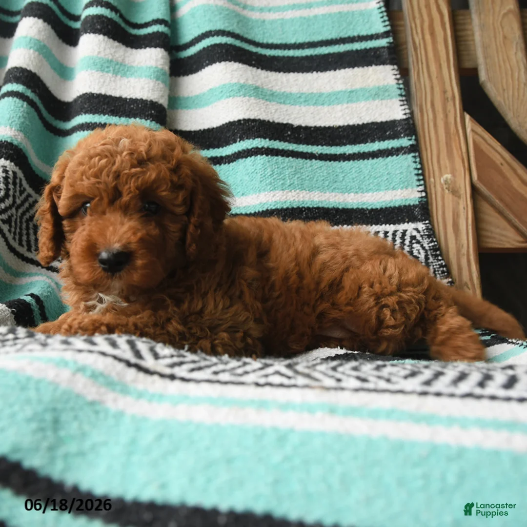 Cavapoo dogs for sale: Marvin - Ad 3