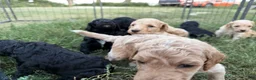 Standard Poodle dogs for sale: Standard Poodle 5 - Ad 16