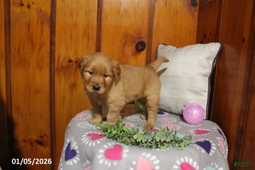 Golden Retriever dogs for sale: Ember - Ad 4