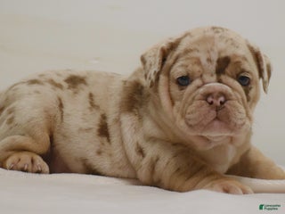 English Bulldog dogs Alberta - Ad 40