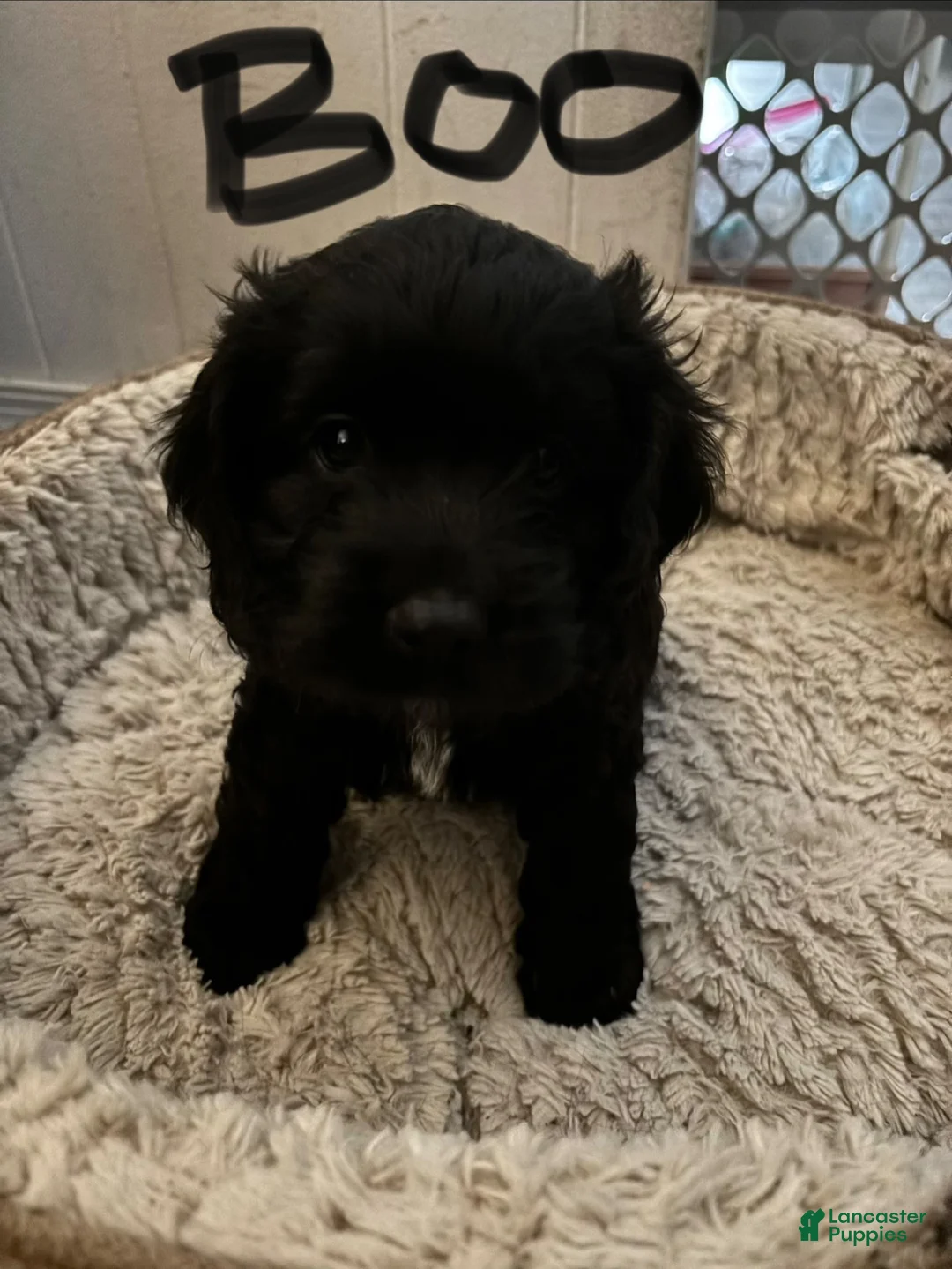 Cockapoo dogs for sale: Cockapoo 5 - Ad 1