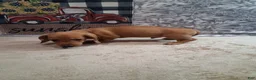 Miniature Dachshund dogs for sale: Husky - Ad 7