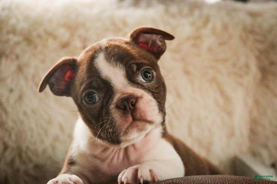 Boston Terrier dogs for sale: Kade - Ad 4