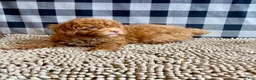 Miniature Poodle dogs for sale: Ned - Ad 8