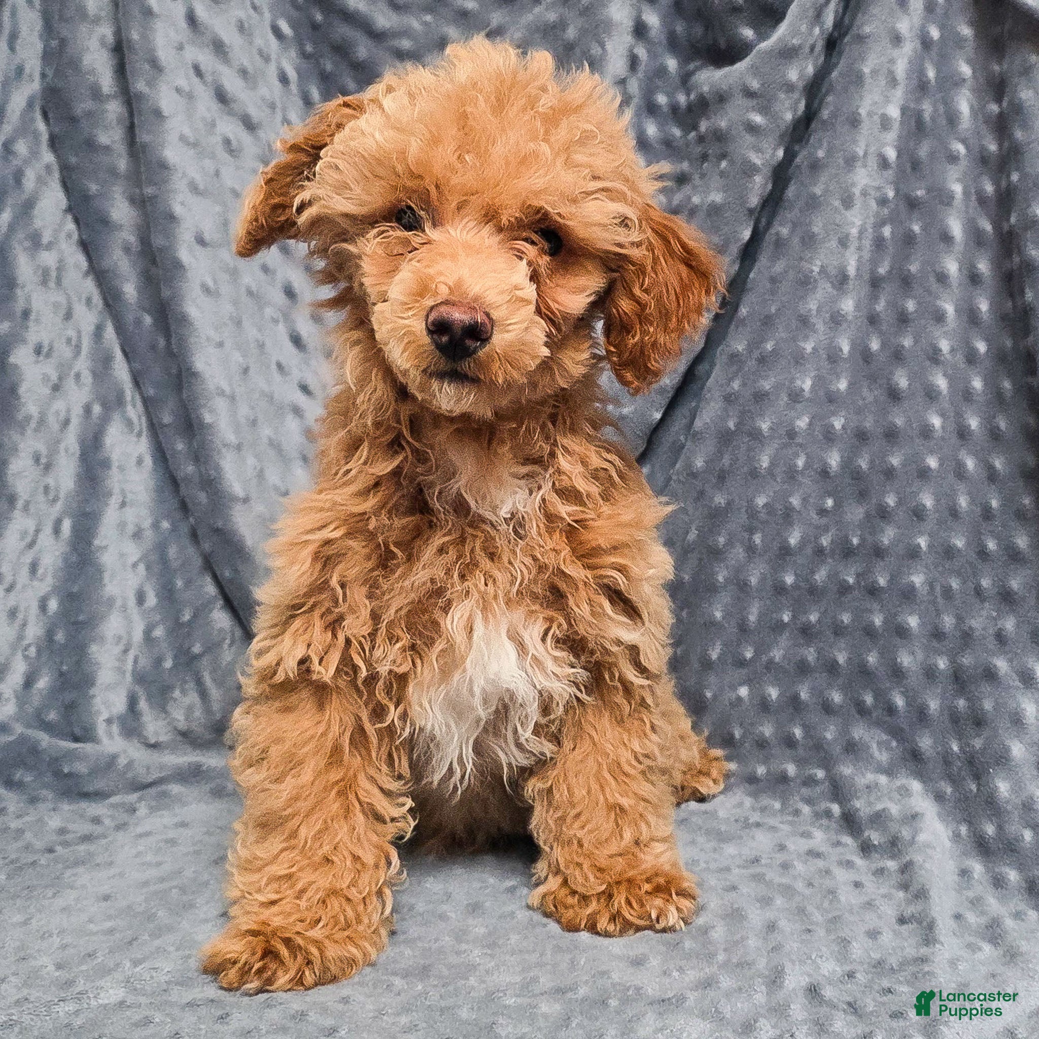 Standard Poodle dogs Cannon - Ad 42