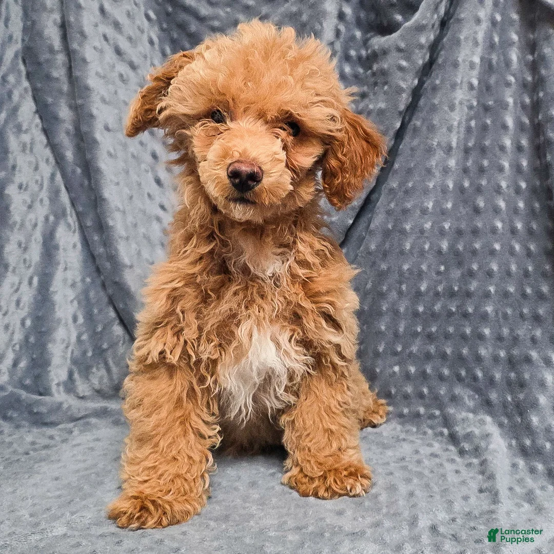 Standard Poodle dogs for sale: Cannon - Ad 1