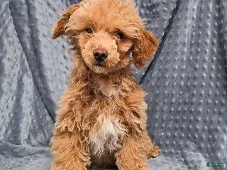 Standard Poodle dogs Cannon - Ad 42