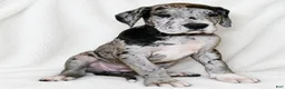 Great Dane dogs for sale: Orkid - Ad 6