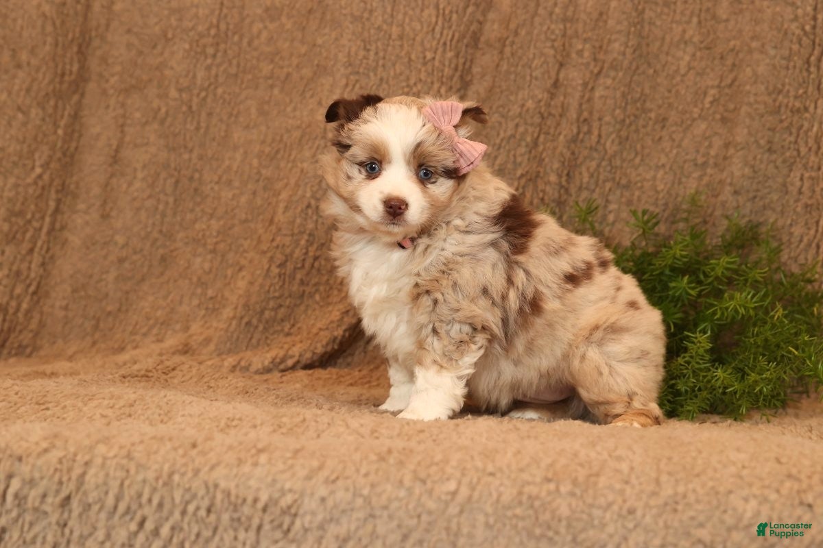 Miniature Australian Shepherd dogs Callie - Ad 1