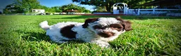 Havapoo dogs for sale: Chippy - Ad 15