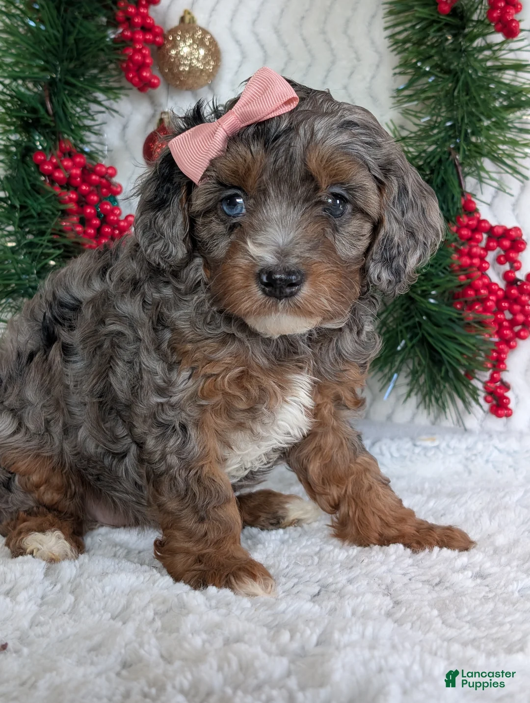 Cavapoo dogs for sale: Abby  - Ad 7