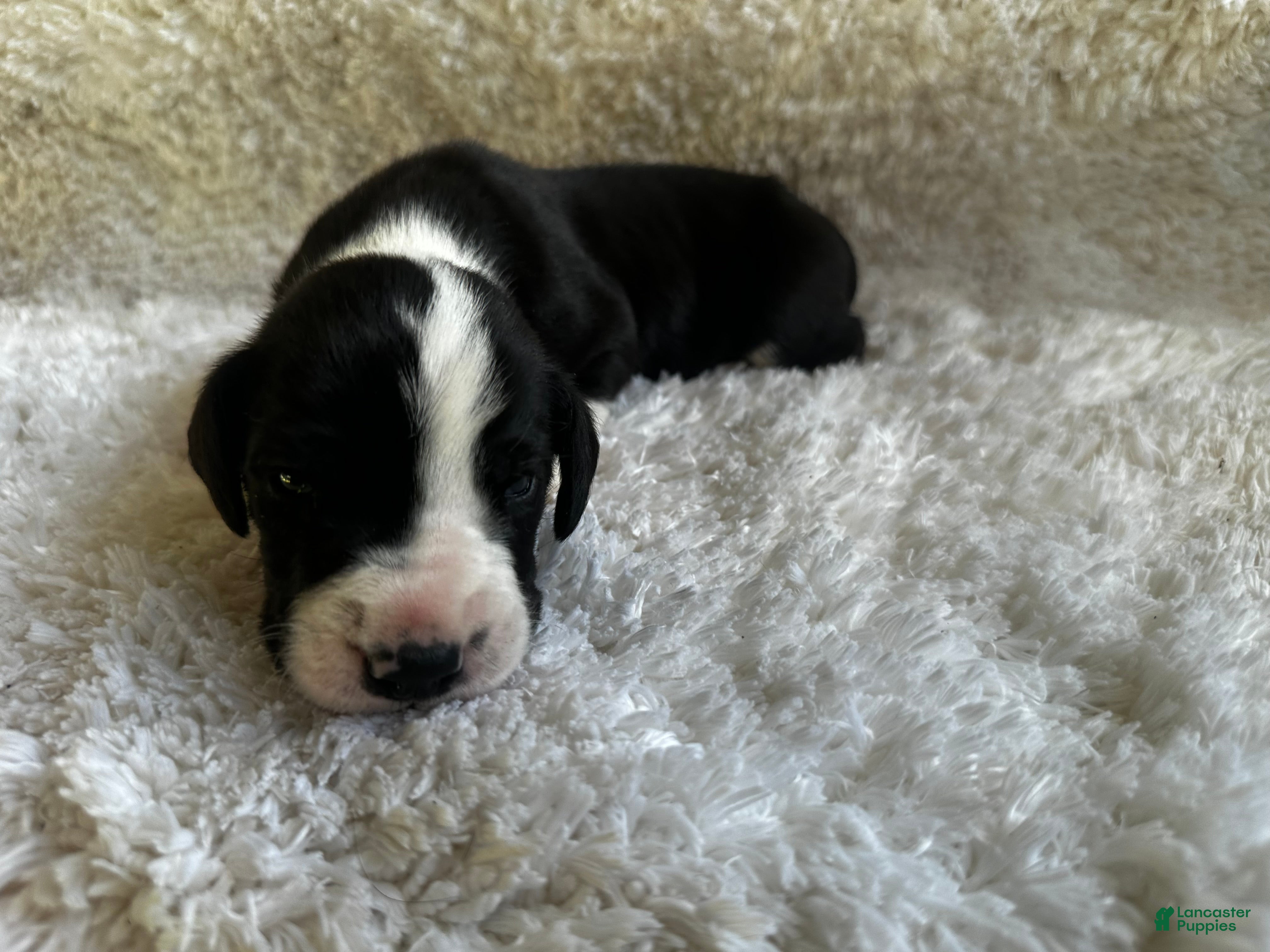 Great Dane dogs Frankie - Ad 1