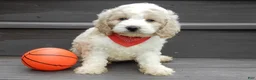 Cockapoo dogs for sale: Ollie - Ad 6