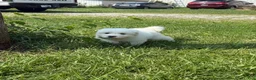 Great Pyrenees dogs for sale: Mrs Pink - Ad 4