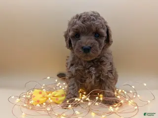 Toy Poodle dogs Toy Poodle Puppy 4 - Ad 18