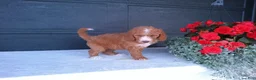 Goldendoodle dogs for sale: Kira - Ad 10