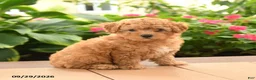 Toy Poodle dogs for sale: Teddy - Ad 3