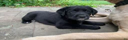 Mixed Breed dogs for sale: Inka - Ad 7
