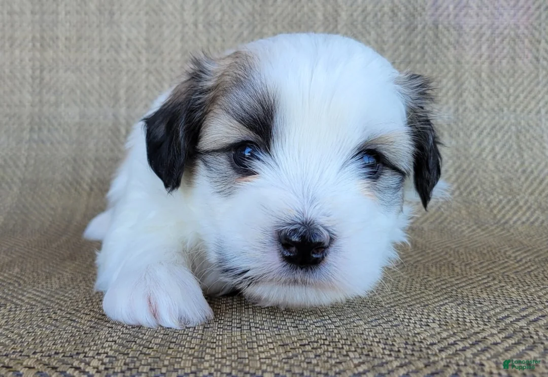 Teddy Bear dogs for sale: Levi  - Ad 1