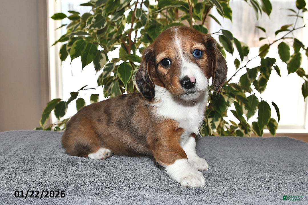 Miniature Dachshund dogs for sale: Millie - Ad 1