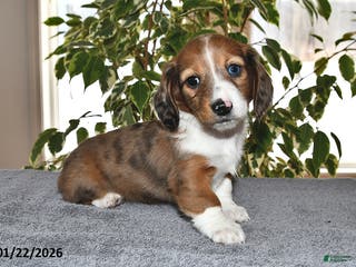 Miniature Dachshund dogs Millie - Ad 30