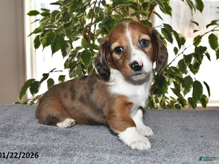 Miniature Dachshund dogs Millie - Ad 17